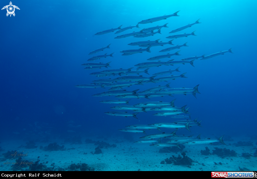 A Red Sea