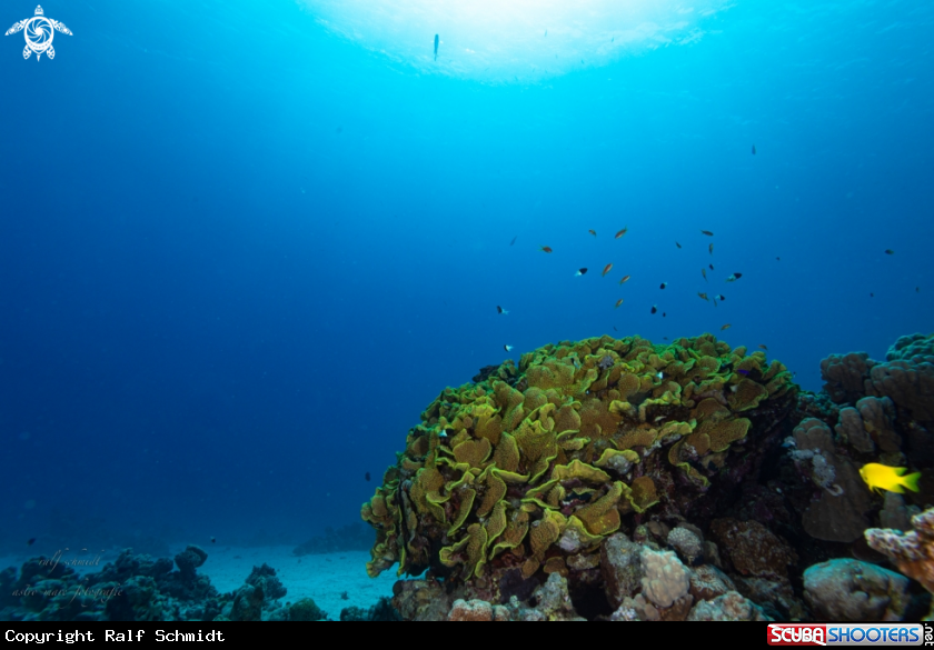 A Red Sea