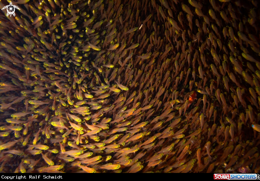 A Red Sea