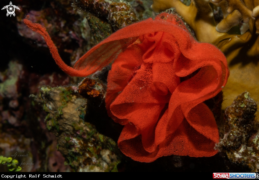 A Red Sea