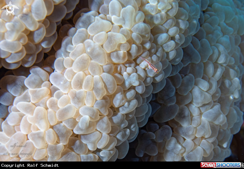 A Red Sea