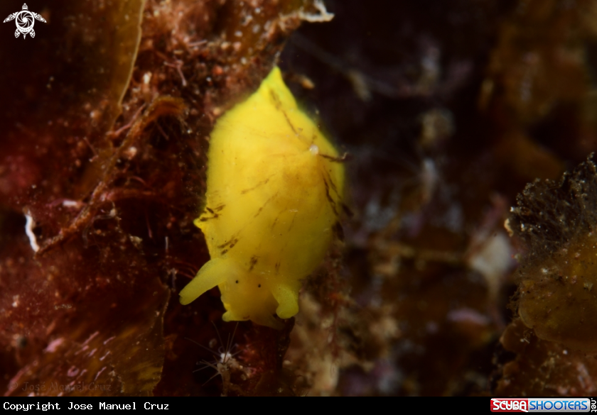 A Nudibranch
