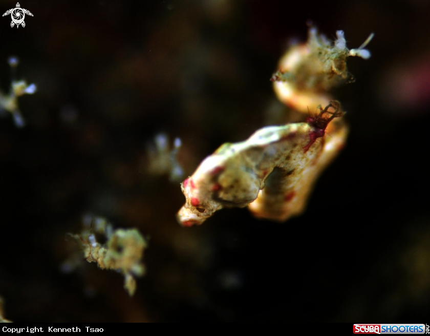 A Pygmy Sea horse
