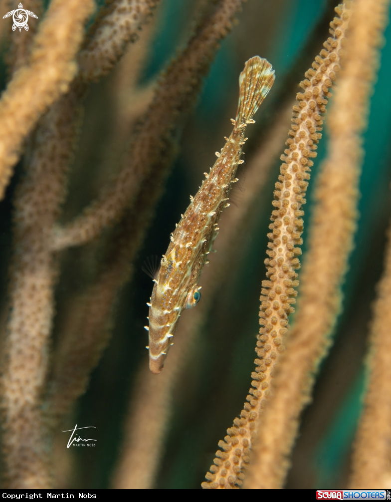 A Slender Filefish