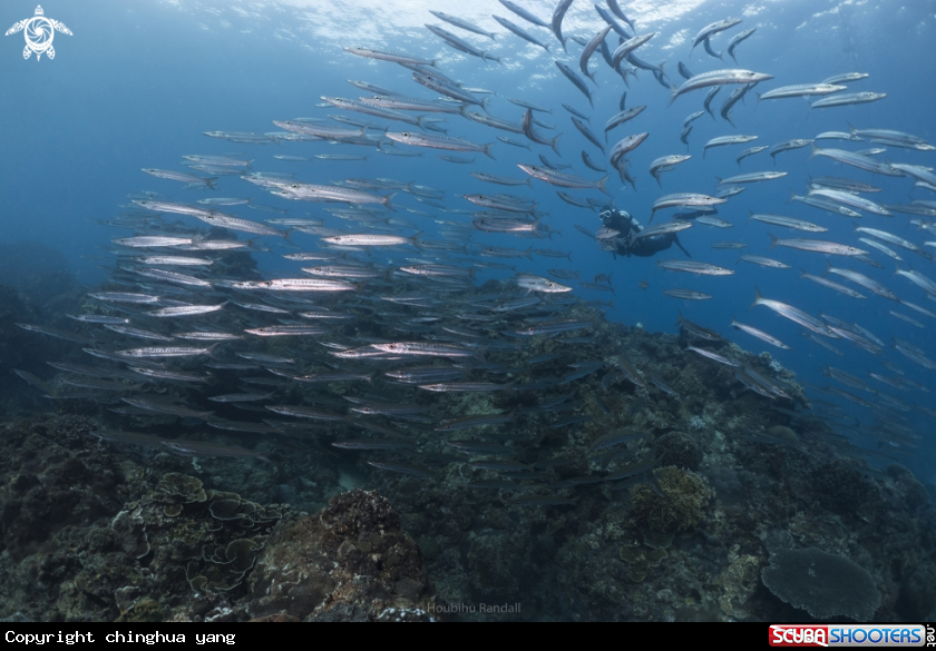 A barracuda