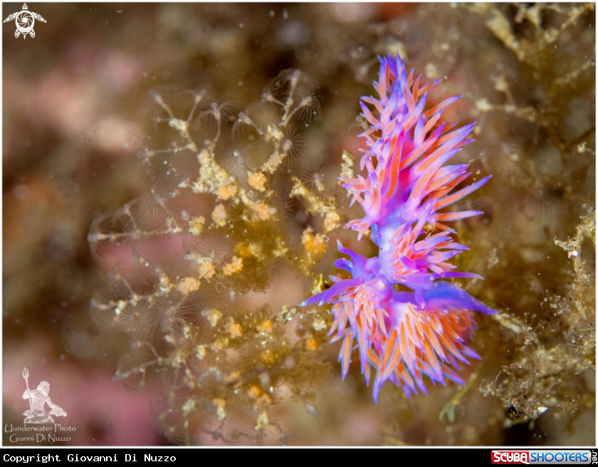 A Flabellina