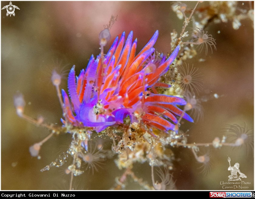 A Flabellina