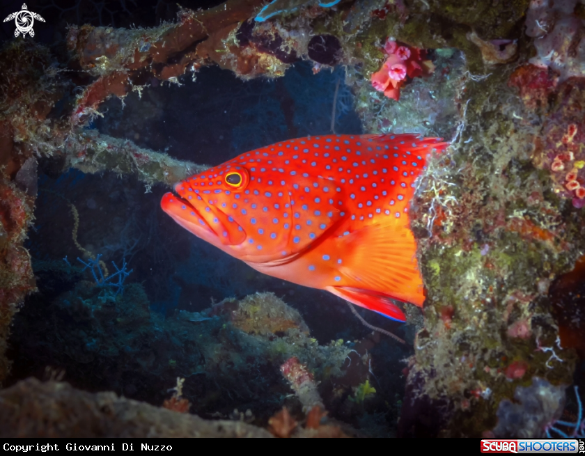 A Cernia rossa dei coralli