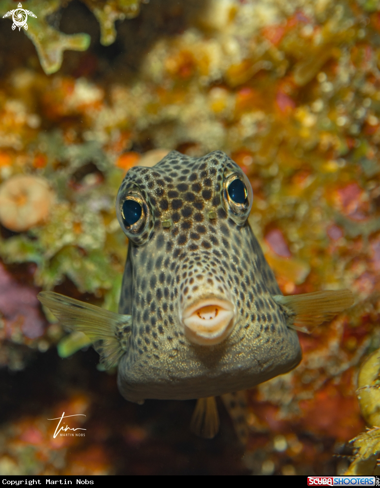 A Spotted Trunkfish