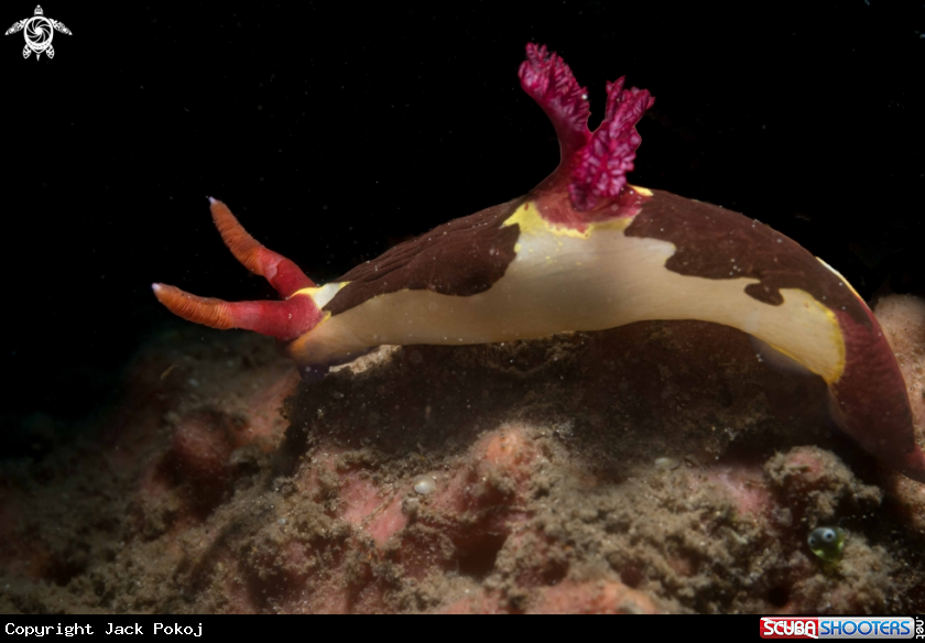 A Nembrotha chamberlaini
