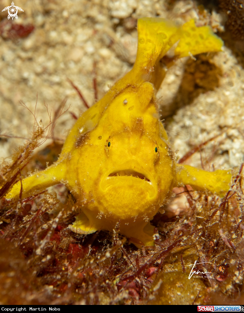 A Frogfish