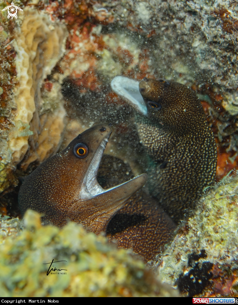 A Goldentail Morayeel