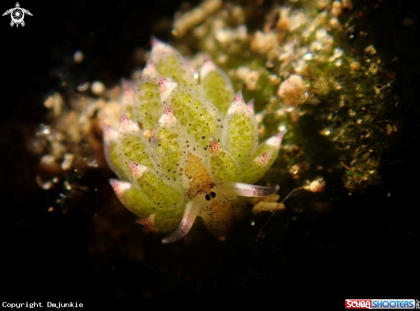 A Costasiella kuroshimae