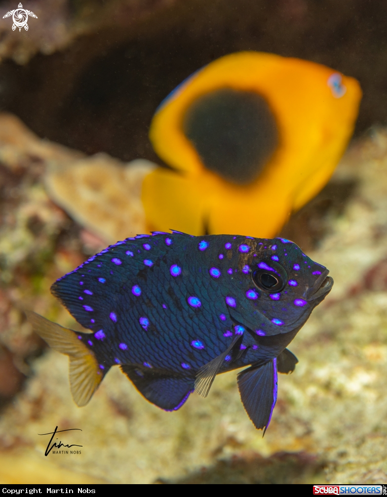 A Yellowtail Damselfish