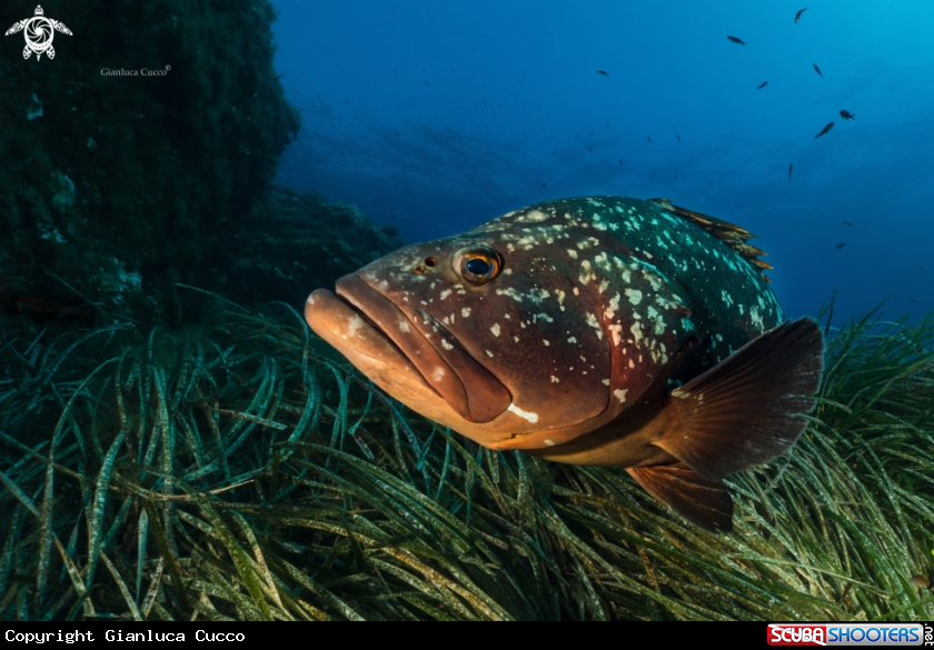 A Cernia bruna,Dusky grouper