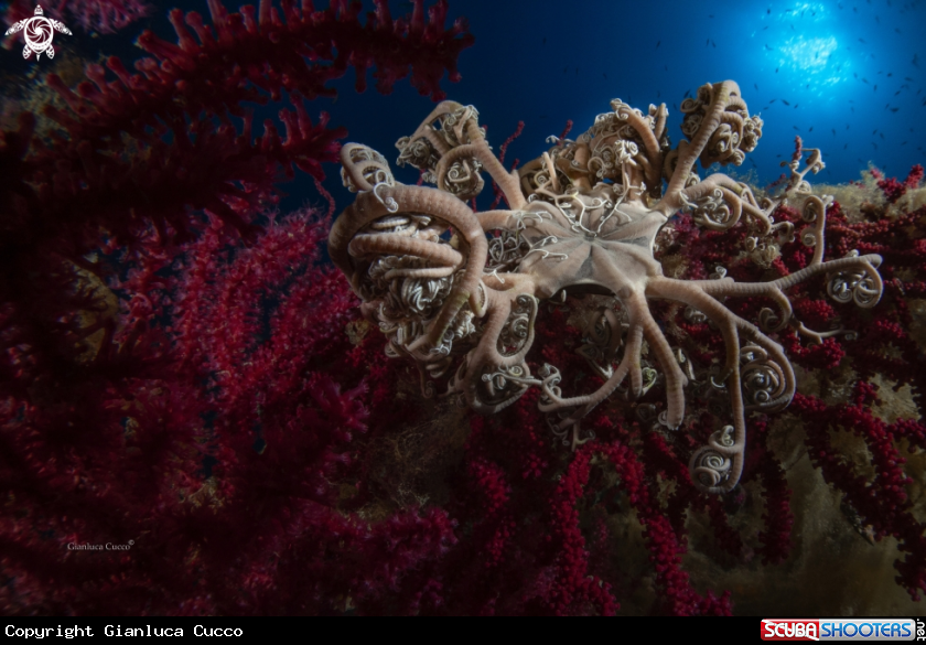 A Stella Gorgone,Basket star