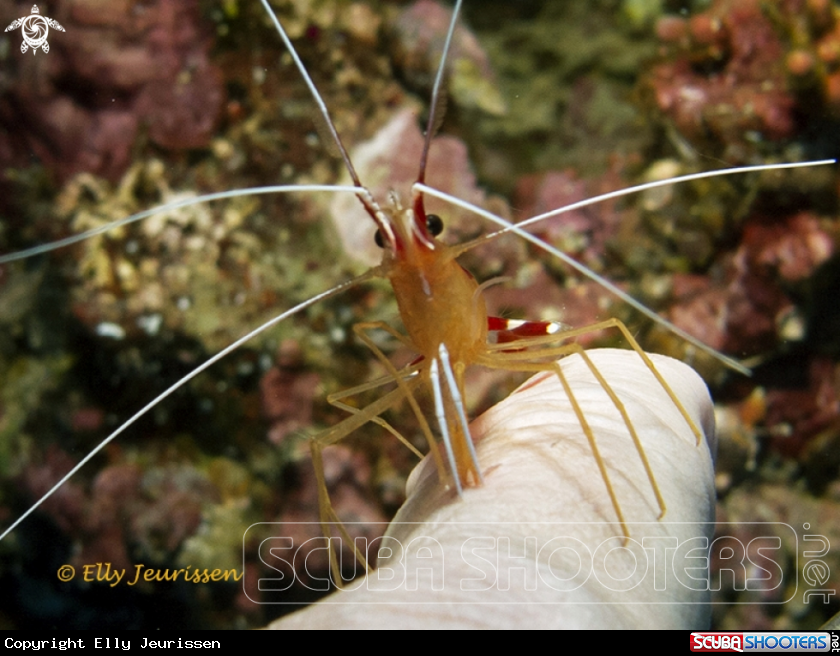 A Cleaning shrimp