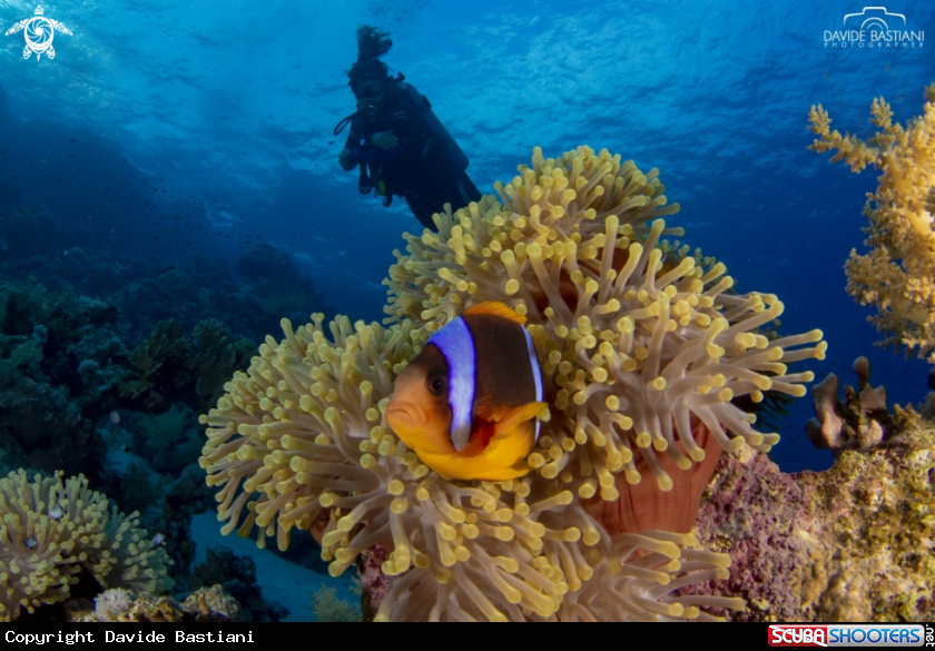 A Clown Fish