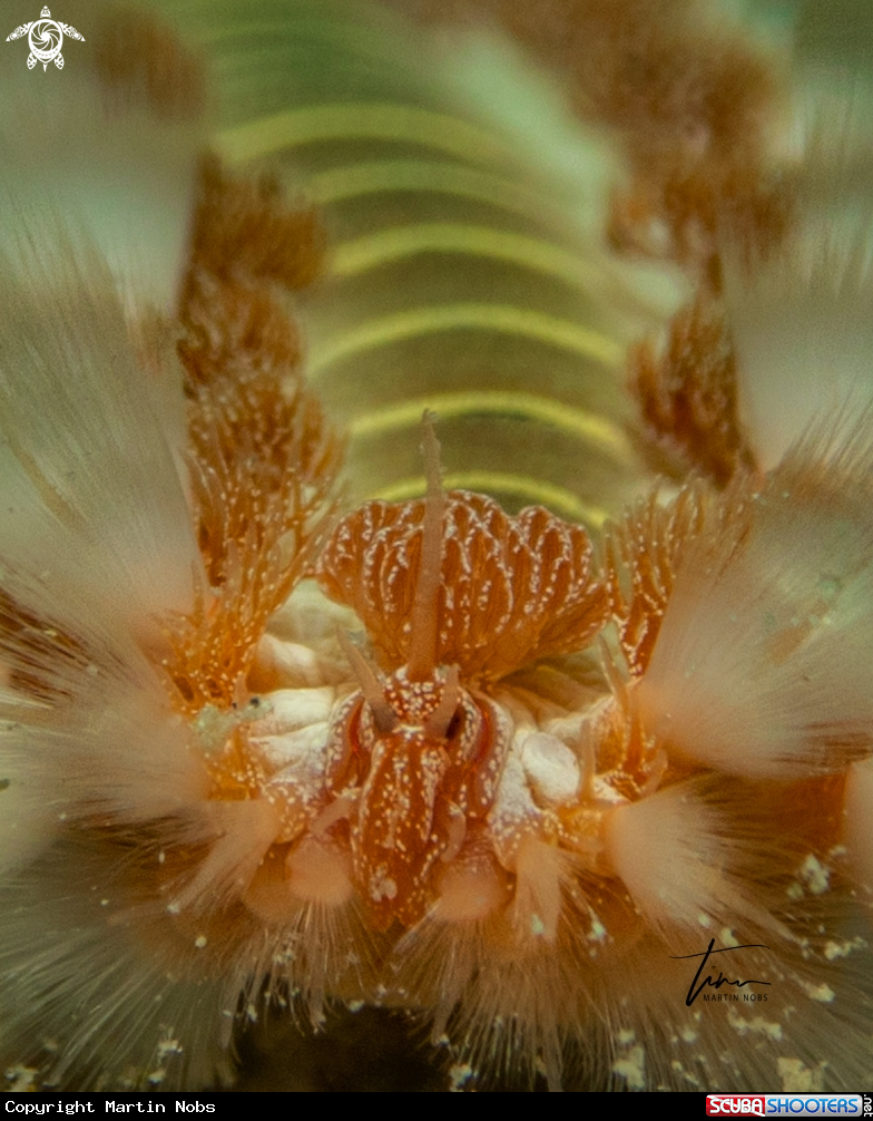 A Bearded Fireworm
