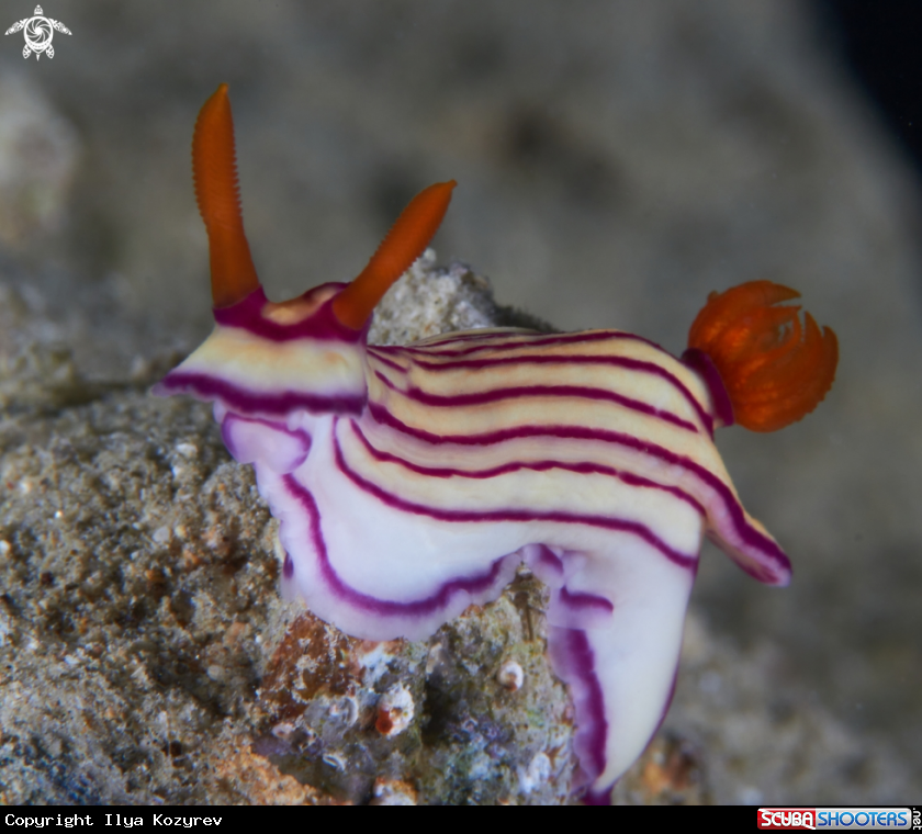 A Hypselodoris maridadilus