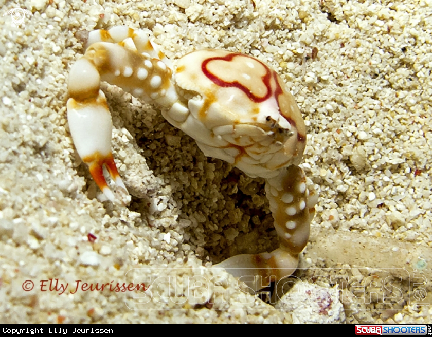 A Four Ring Purse Crab