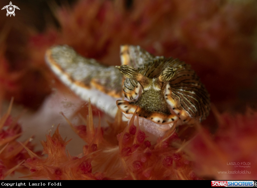 A Nudibranch