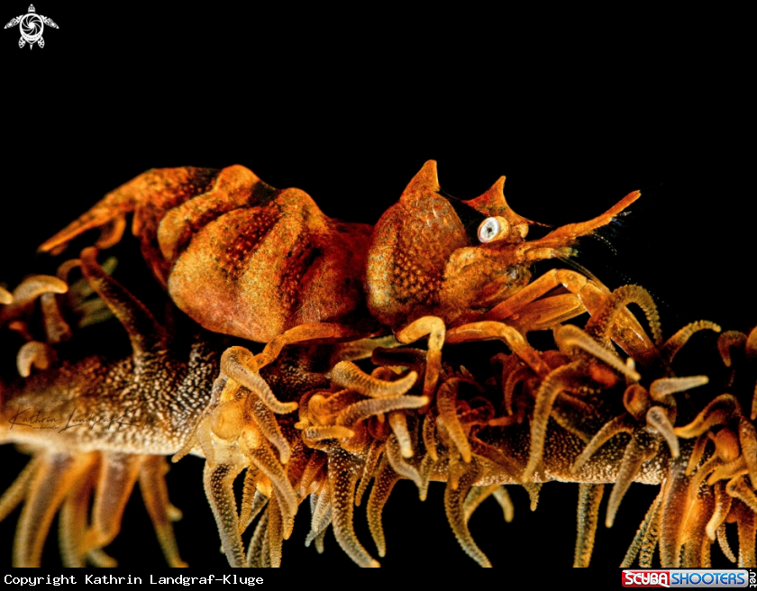 A Whip Coral Shrimp