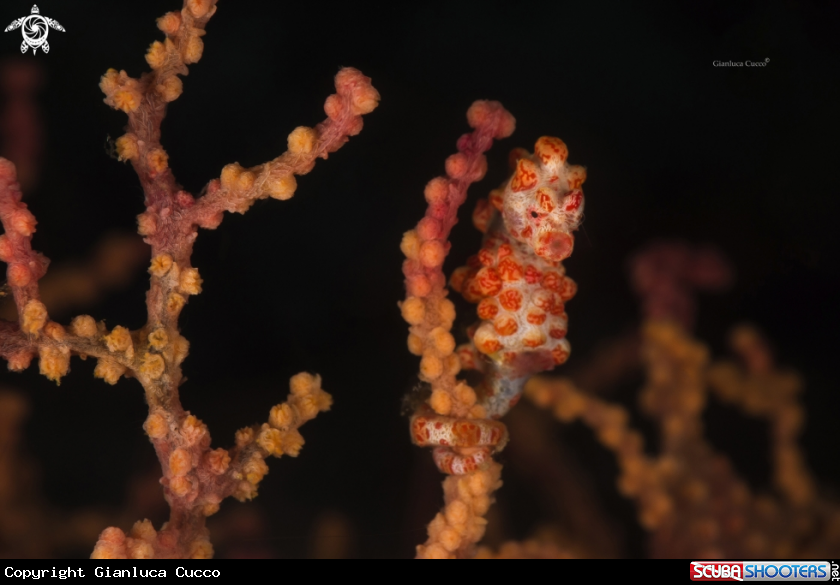 A Cavalluccio pigmeo, Pygmy Seahorse