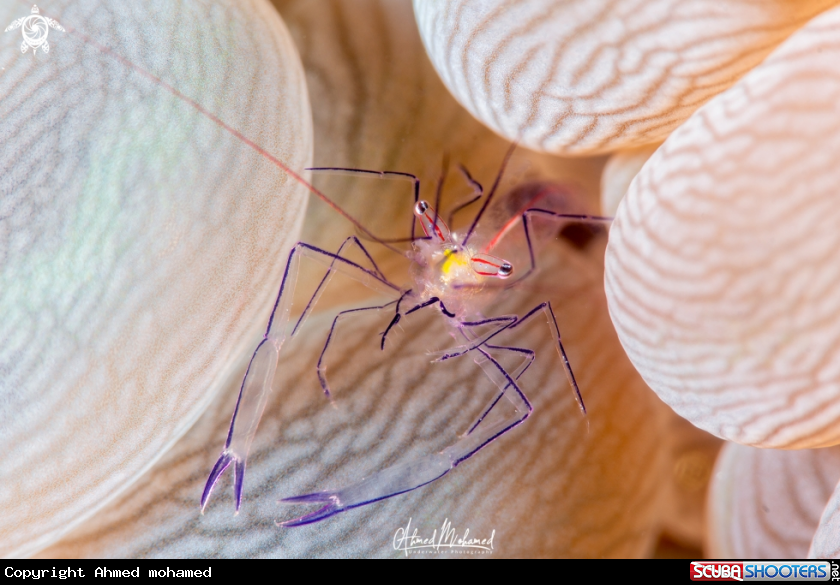 A Lang-Arm Cleaner Shrimp