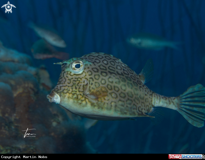 A Honeycomb Cowfish