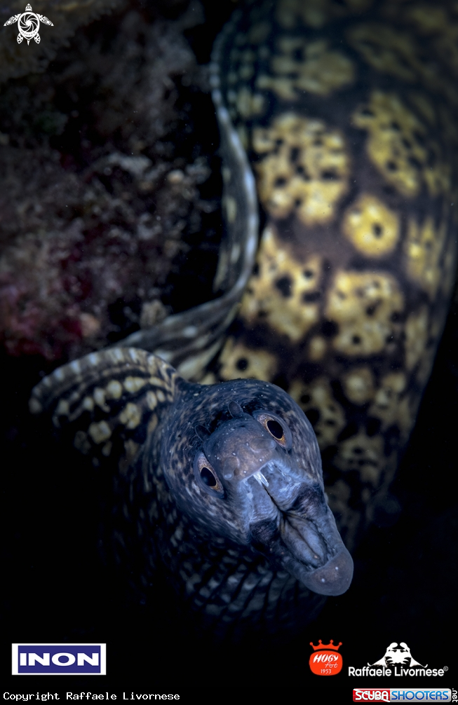 A Murena helena