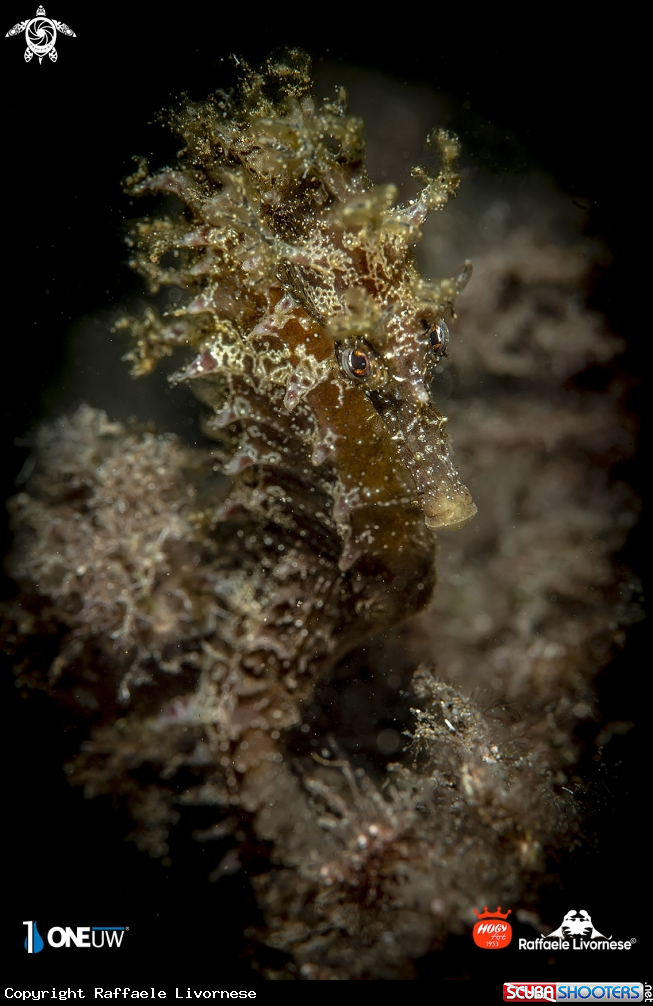 A Seahorse
