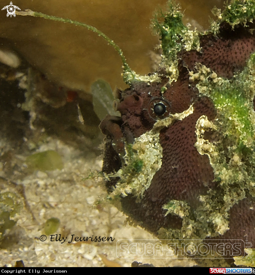 A Frogfish