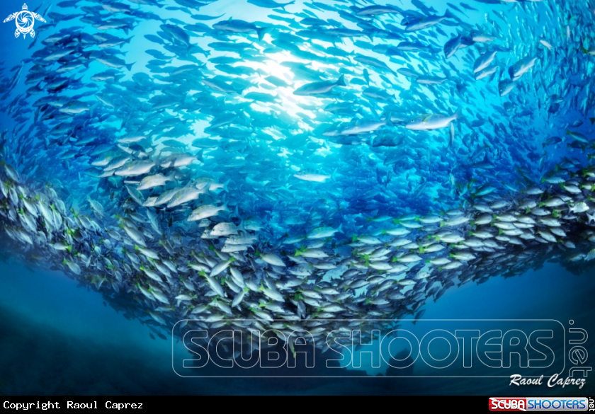 A Fishes