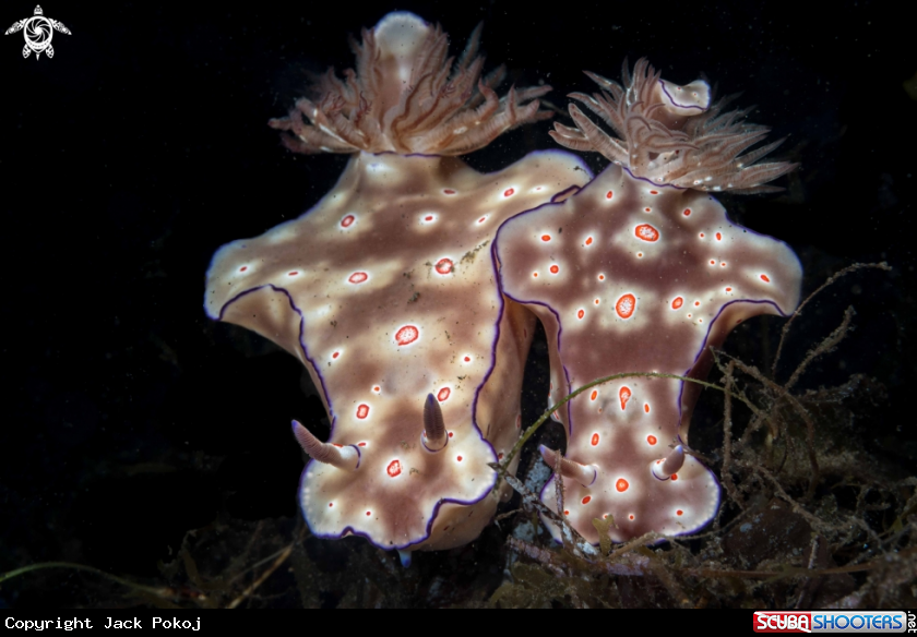A Ceratosoma tribolatum