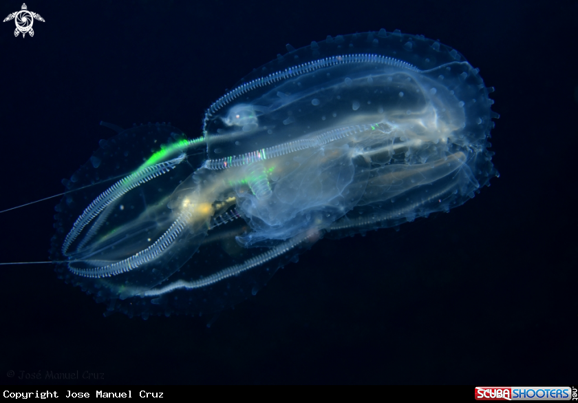 A Ctenophore