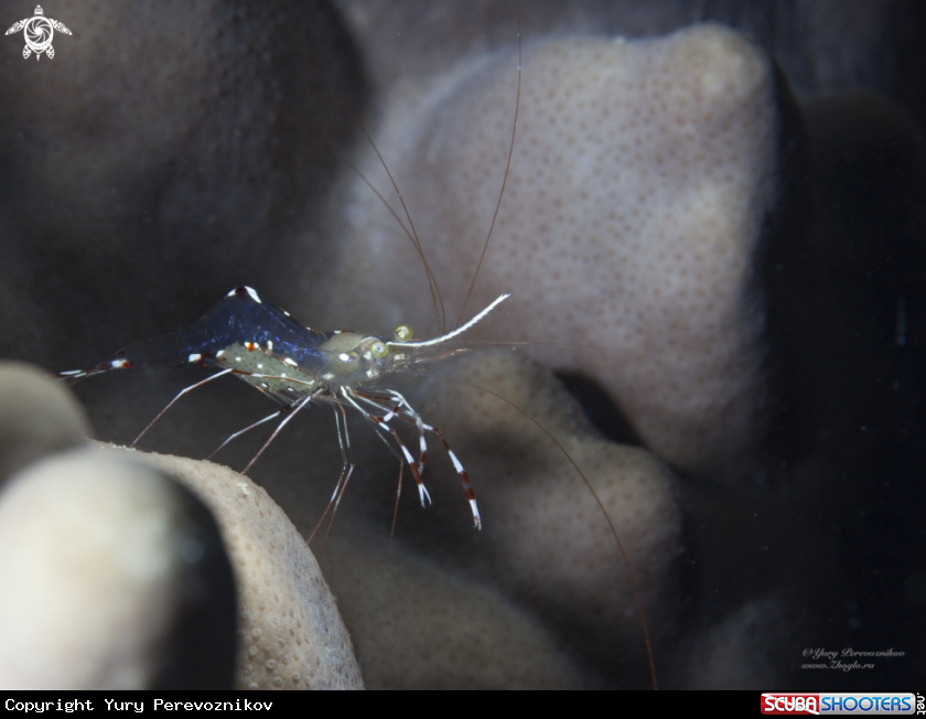 A Shrimp