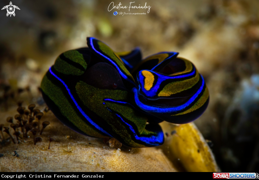 A Head Shield Slug 