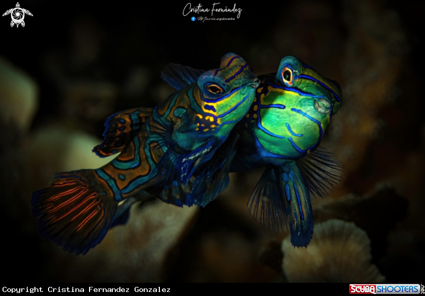 A Mandarin fish