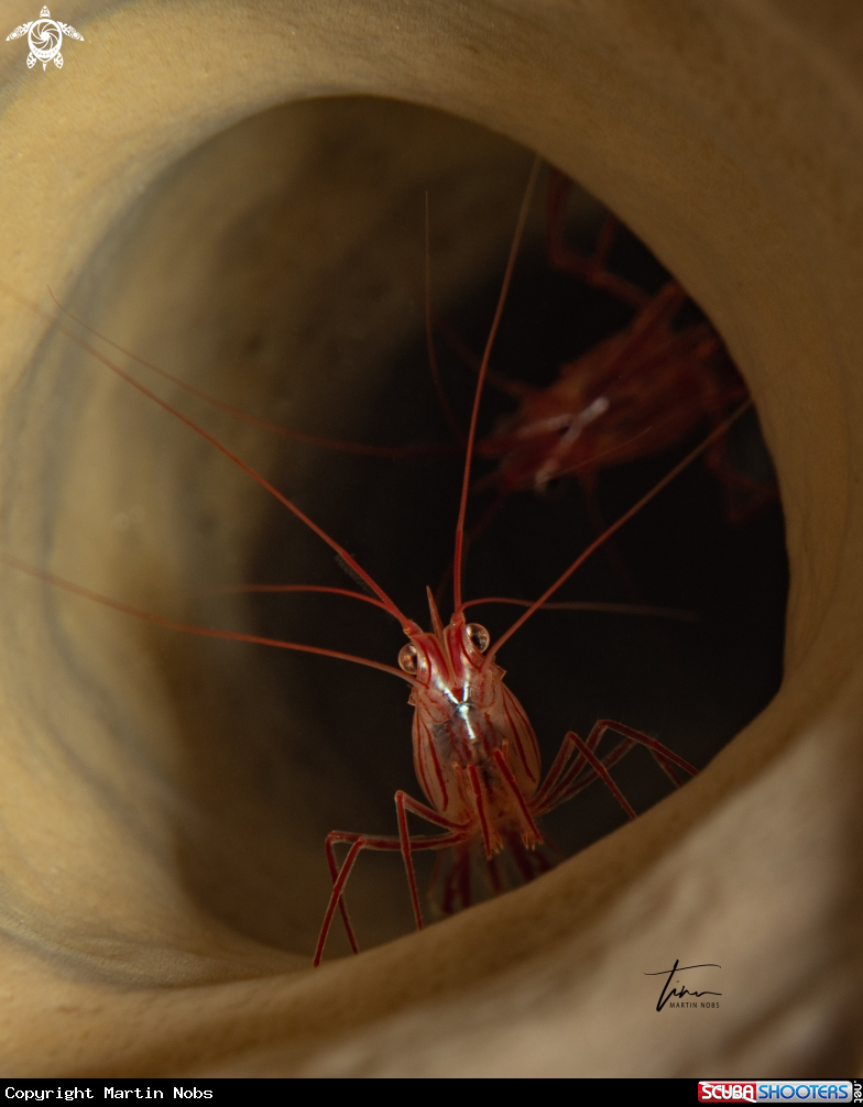 A Peppermint Shrimp