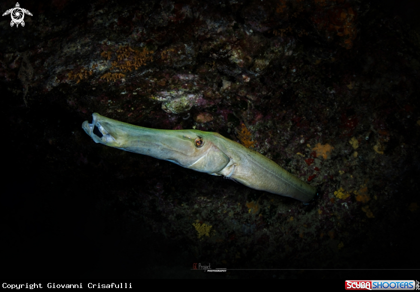 A aulostomus strigous