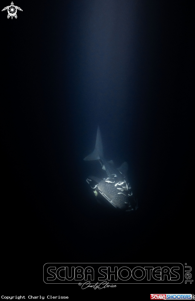 A Whaleshark