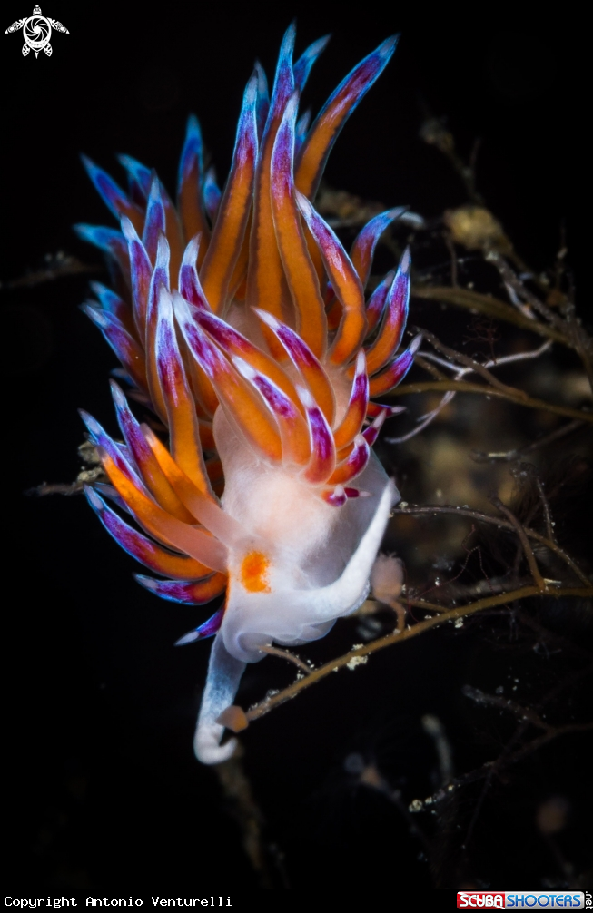 A Cratena nudibranch 