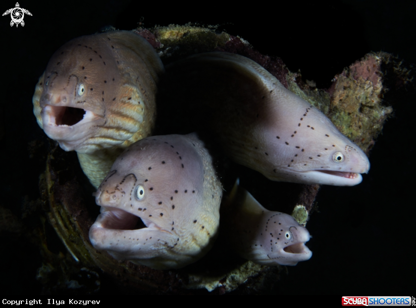 A Morays