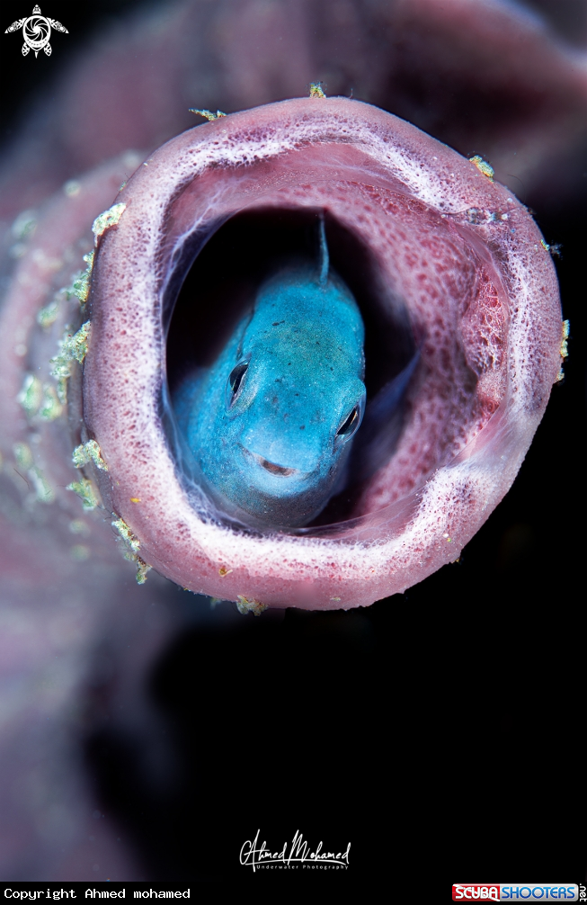 A Blenny Fish 