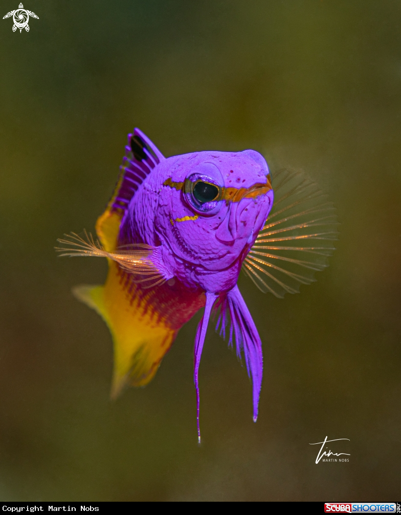 A Fairy Basslet