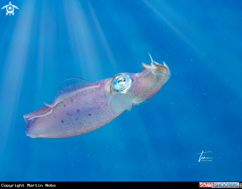 A Caribbean Reefsquid