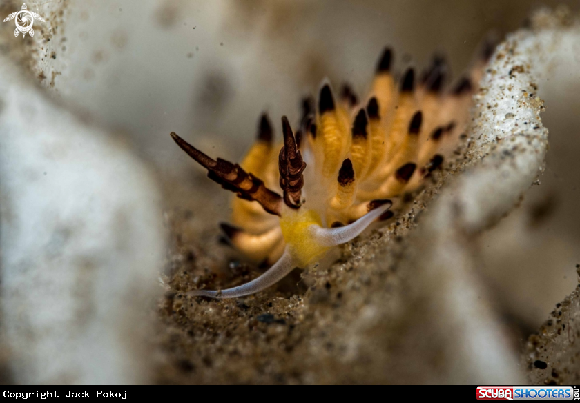 A Favorinus tsuruganus