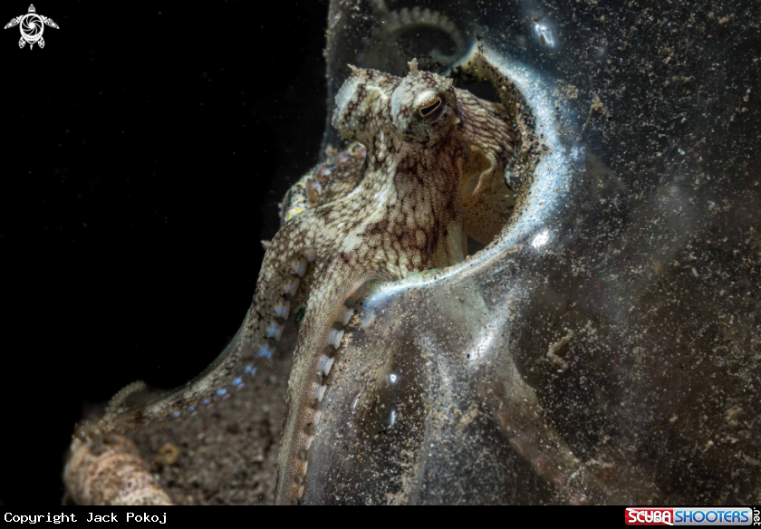 A Coconut octopus