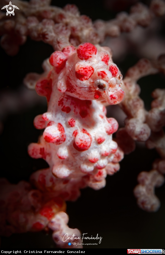 A Pygmy seahorse
